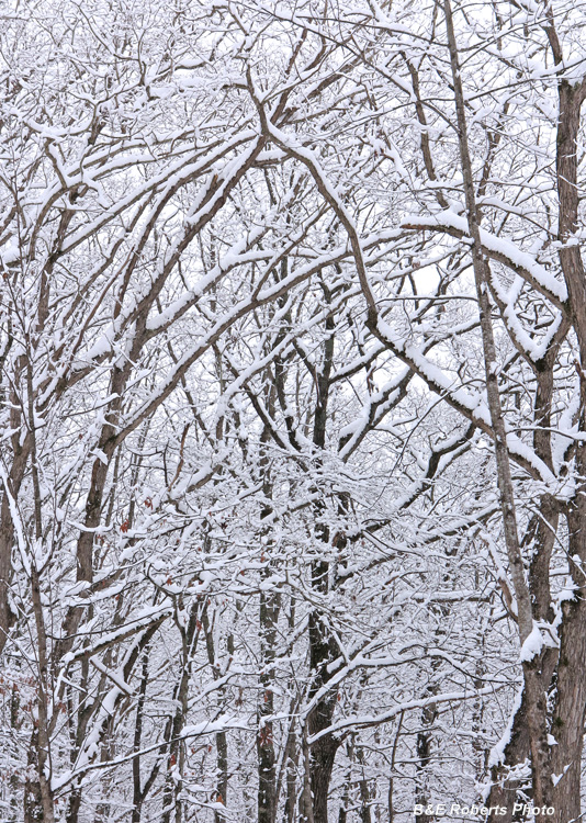 Snowy_Branches